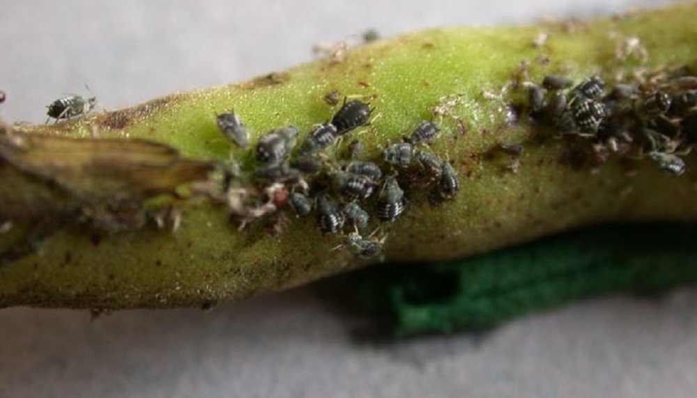 A cluster of black bean aphids